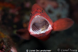 Cleaning Station Tulamben, Coral Garden, Nikon D800 Seaca... by Lionel De Landtsheer 